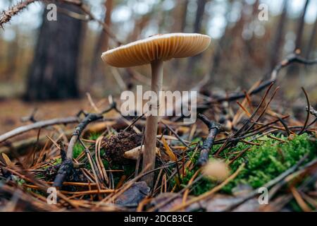 Immagine ravvicinata del fungo Grisette (Amanita vaginata) funghi nella foresta Foto Stock