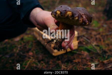 La ricerca di funghi nella foresta. Raccoglitrice di funghi. Una donna sta tagliando un fungo marrone con un coltello. Mani di una donna, un coltello. Concetto: Foto Stock