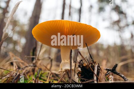 Fungo sul muschio in giorno di sole, che cresce nella foresta d'autunno. Stagione di raccolta autunno. Concetto di raccolta dei funghi. Spazio di copia Foto Stock