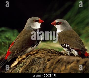 DIAMOND FIRETAIL stagonopleura guttata, ADULTI Foto Stock