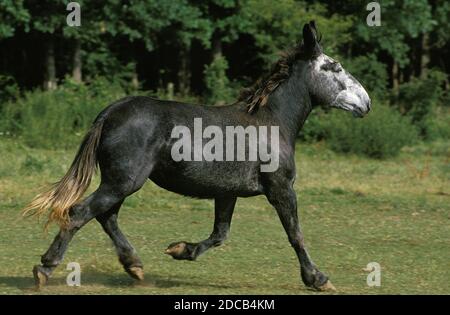 Mulo, frutto della mescolanza di un maschio di asino e una femmina di cavallo Foto Stock