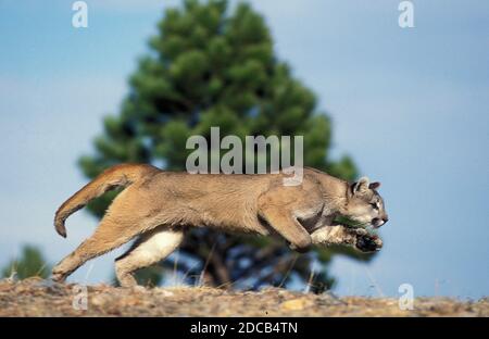 COUGAR Puma concolor, adulti in esecuzione, MONTANA Foto Stock