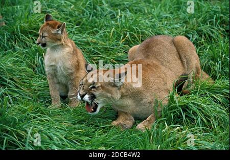 COUGAR puma concolor, MADRE STRARLING CON CUB Foto Stock