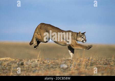 COUGAR Puma concolor, adulti in esecuzione, MONTANA Foto Stock