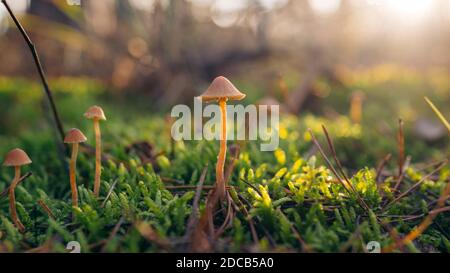 Bella closeup di un gruppo di piccoli funghi su muschio e lucciole in foresta. Vecchio sfondo di funghi foresta magica. Autunno Foto Stock