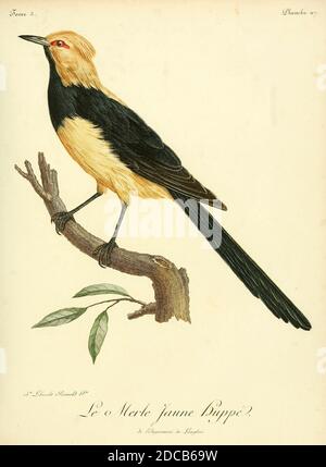 MERLE JAUNE HUPPÉ dal libro Histoire naturelle des oiseaux d'Afrique [Storia Naturale degli uccelli dell'Africa] Volume 3, di le Vaillant, François, 1753-1824; pubblica a Parigi di Chez J.J. Fuchs, libraire 1799 - 1802 Foto Stock