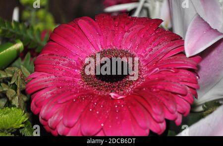 Daisy Gerber rosa bagnato. Rosa gerber Daisy macro con gocce d'acqua sui petali. Profondità di campo estremamente bassa. Foto Stock