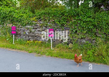 Un pollo che decide quale modo andare Foto Stock