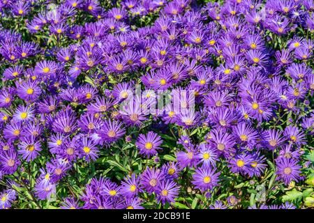 Aster amellus 'Veilchenkonigin' (Regina violetta) una pianta di fiori d'autunno erbacea viola blu perenne estate comunemente conosciuta come Michaelmas daisy, stock Foto Stock