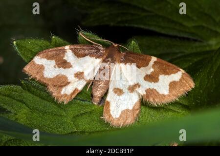 Falena di bordo nuvolosa (Lomaspilis marginata) con ali allungate che è un insetto di bosco comune visto poggiare su una foglia di pianta di hathland, pho di stock Foto Stock