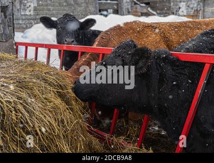 Bovini Angus e bovini di razza mista in un cortile invernale. Foto Stock