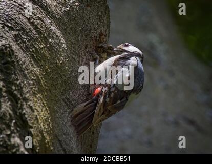 Maschio Grande Picchio punteggiato, Dendrocopos maggiore, alimentazione giovane in buca in albero, Lancashire, Regno Unito Foto Stock