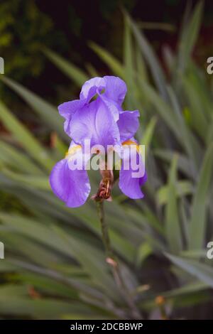 Primo piano di Iris viola isolato fiore su sfondo verde Foto Stock