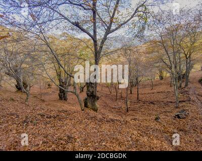 L'autunno arriva nella foresta di rame della Sierra de Ronda, Andalusia Foto Stock