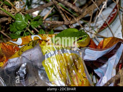 rana mediterranea, hyla meridionalis seduta su immondizia Foto Stock