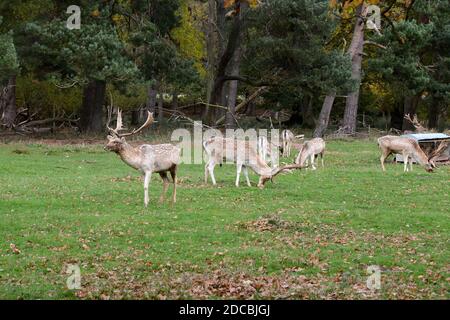 Primo piano di renne nel parco dei cervi in inverno. Cervi stufati con favolosi antlers sulla prateria Foto Stock