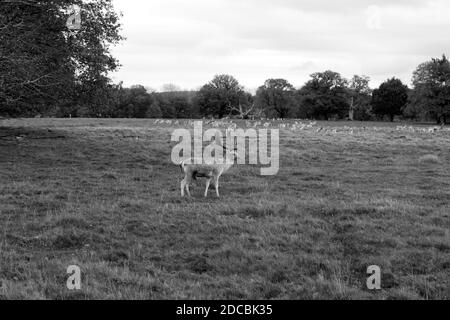 Primo piano immagine nera e bianca delle renne nel parco dei cervi in inverno. Un cervo con favolose antlers sulla prateria Foto Stock