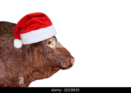 Divertente toro marrone grande in rosso Natale o Babbo Natale cappello isolato su bianco. Ritratto di toro isolato su bianco. Animali da fattoria. Banner natalizio con copia Foto Stock