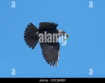 Jackdaw, Corvus monidula, in volo, con acorno, contro cielo azzurro piano, Lancashire, Regno Unito Foto Stock