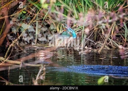 Dal fiume emerge la femmina del Martin pescatore, Alcedo atthis. Hampshire, Regno Unito. Questo piccolo uccello colorato si nutre di piccoli pesci, e si tuffa a ca†ch. loro. IO Foto Stock