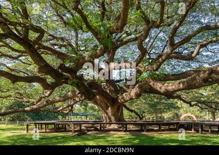 Enorme albero della pioggia (Samanea saman) o scimmia pod a Kanchanaburi, famosa meta di attrazione turistica Foto Stock