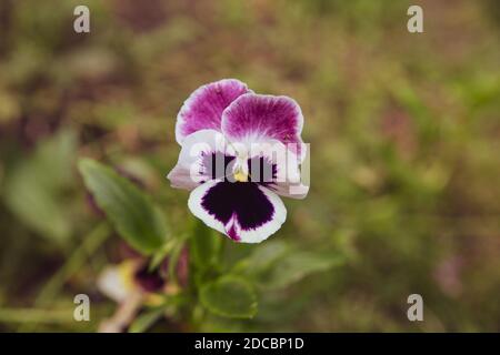 Belle pansies in erba Foto Stock