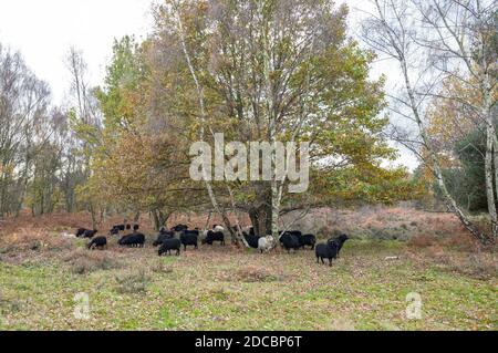 Gregge di pecore Ebridi che pascolano su una riserva naturale. Foto Stock