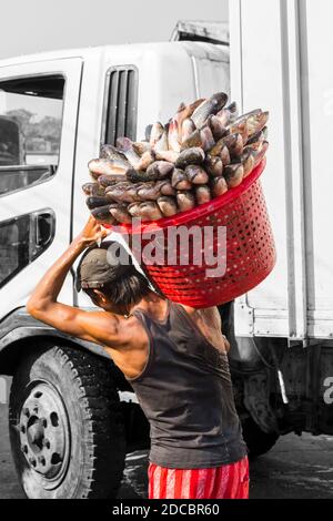 Uomo che trasporta il cestino del pesce della carpa al mercato del pesce di San Pya, mercato all'ingrosso del pesce di San Pya Yangon, Myanmar (Birmania), Asia in febbraio Foto Stock