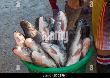 Paniere di pesce carpa al mercato del pesce di San Pya, mercato all'ingrosso del pesce di San Pya Yangon, Myanmar (Birmania), Asia nel mese di febbraio Foto Stock