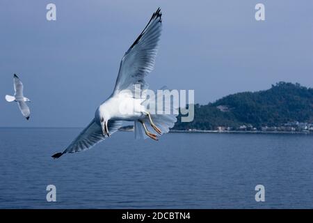 Volo gabbiano sul mare in Grecia Foto Stock