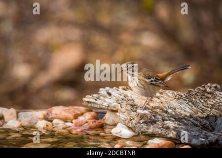 Red backed Scrub Robin in in piedi presso il waterhole nel parco nazionale di Kruger, Sudafrica; specie Cercotrichas leucofrys famiglia di Musicapidae Foto Stock