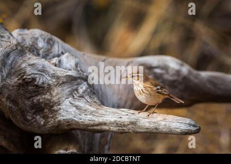 Red Backed Scrub Robin in in piedi su un tronco nel Parco Nazionale Kruger, Sudafrica; specie Cercotrichas leucofrys famiglia di Musicapidae Foto Stock