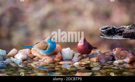 Jameson Firefinch e Cordonbleu di birra blu nel Parco Nazionale Kruger, Sud Africa ; specie Lagonosticta rhodopareia e Uraeginthus angolensis fami Foto Stock