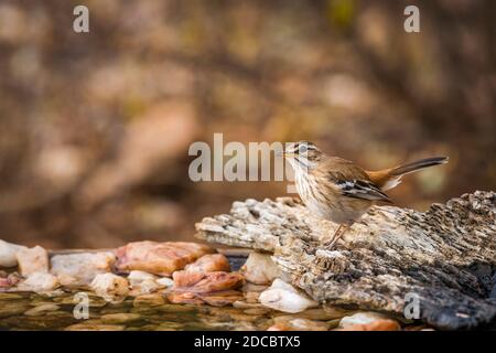 Red backed Scrub Robin in in piedi presso il waterhole nel parco nazionale di Kruger, Sudafrica; specie Cercotrichas leucofrys famiglia di Musicapidae Foto Stock