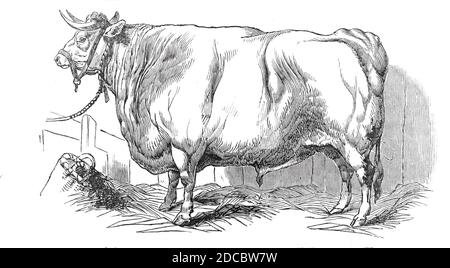 MR. Smith's 3 anni e 3/4 mesi di governo a corna corta - premio e n. xa3;20, e medaglia d'argento, 1844. Mostra allo Smithfield Club Christmas Cattle Show di Londra. Da "Illustrated London News", 1844, Vol I. Foto Stock