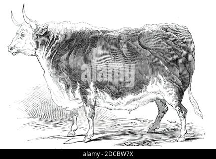 I 4 anni del Sig. Senior e [?] Hereford ox - premio e n. xa3; 20, 1844. Mostra allo Smithfield Club Christmas Cattle Show di Londra. Da "Illustrated London News", 1844, Vol I. Foto Stock