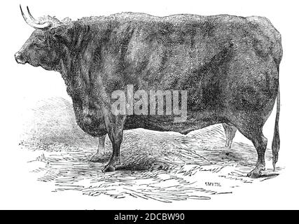 Hereford ox di 3 anni e 10 mesi di Hudson - premio e n. xa3; 15, 1844. Mostra allo Smithfield Club Christmas Cattle Show di Londra. Da "Illustrated London News", 1844, Vol I. Foto Stock