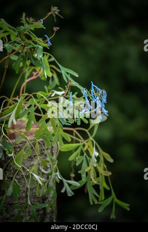 Corydalis flexuosa ' Porcellane Blue ' Foto Stock