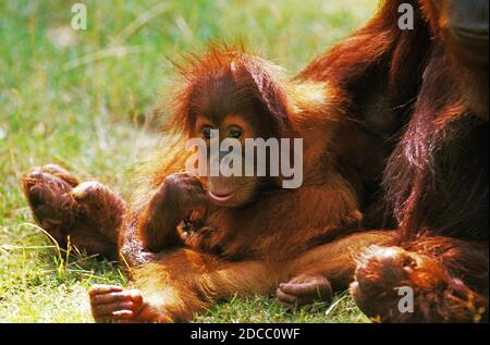 ORANG UTAN pongo pygmaeus, Madre con bambino seduto sull'erba Foto Stock