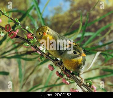 LEIOTHRIX LUTEA CON FATTURAZIONE ROSSA, ADULTI CON FIORI Foto Stock