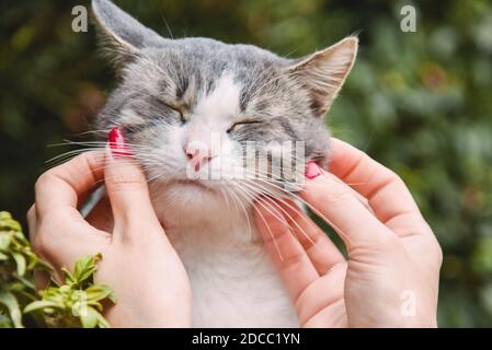 Donna che strava un bel gatto per strada Foto Stock