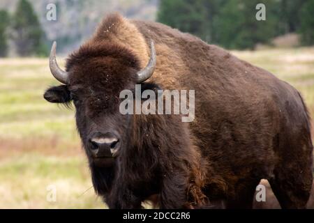 Ritratto di un bufalo nel Custer state Park, South Dakota. Foto Stock