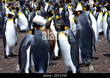 Una colonia di re Pinguini e un pulcino marrone soffice a Volontario Point, Isole Falkland. Foto Stock