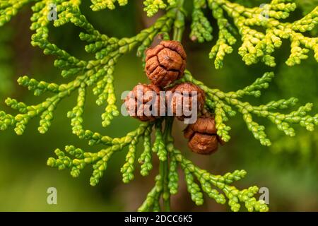 Coni marroni su un cipresso di Lawson (Chamaecyparis lawsoniana) durante la fine dell'autunno o novembre, Regno Unito Foto Stock