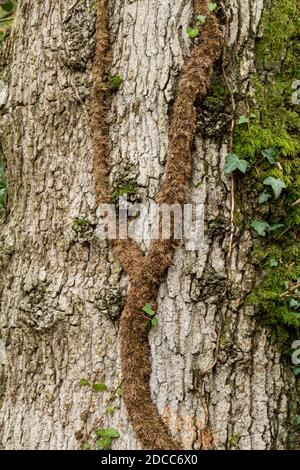 Inglese edera Helix vite che cresce su un tronco di albero, Regno Unito Foto Stock