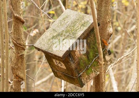 Vecchia scatola del nido di dormouse di legno attaccata ad un albero di nocciolo, Regno Unito Foto Stock