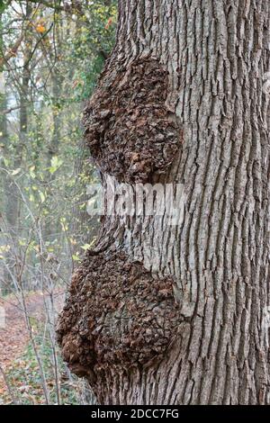 Burl, anche conosciuto come bur o Burr, un'espansione di una quercia comune Foto Stock