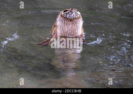 anatra capovolta nello stagno Foto Stock