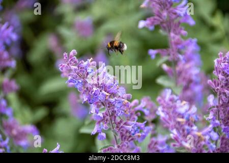 ape bumble che raccoglie nettare da lavanda Foto Stock