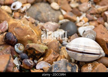 conchiglie e ciottoli sulla spiaggia Foto Stock